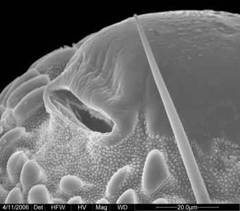 Media type: image;   Invertebrate Zoology 134690